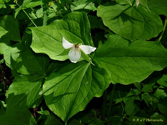 {Trillium 'Amicalola'}